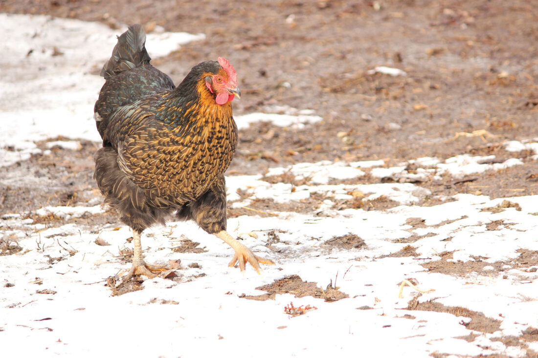 Do Chickens Lay Eggs in the Winter? Grit